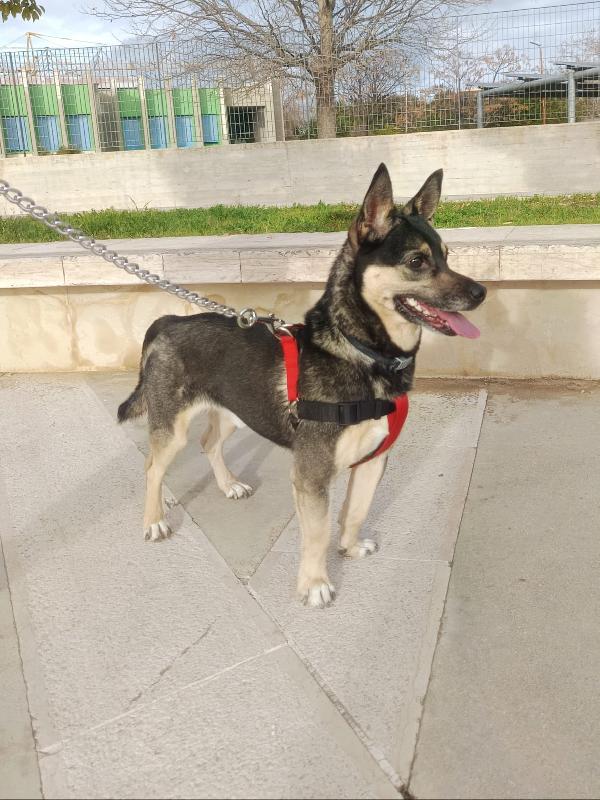 Giovane maschietto taglia medio piccola Foto 6